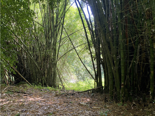 Venta Lotes En Minca Sierra Nevada De Santa Marta, Colombia