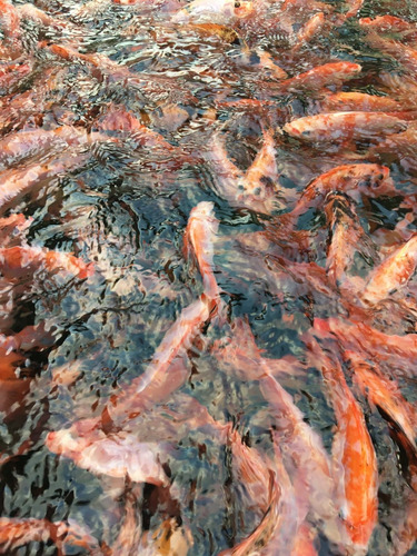 Imagen 5 de 10 de Tilapias Rojas Y Gris Al Por Mayor Y Detalle