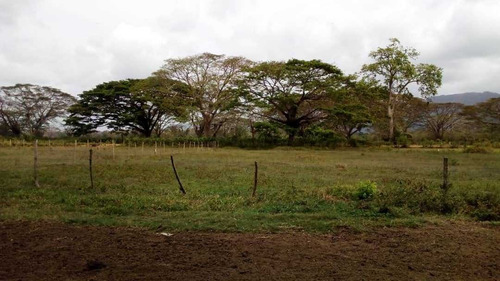 Imagen 14 de 15 de Finca En La Alegría En Yaracal Cerca De Tucacas