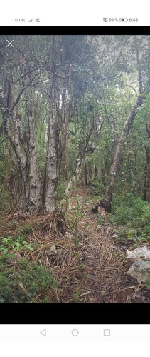 Venta Terreno Con Cenote En Tulum