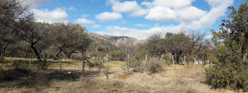 Imagen 4 de 10 de Terreno - Cortaderas