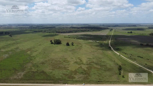 Campo En Venta. A Solo 3500 M Del Asfalto. Partido De Brandsen. Bs.as