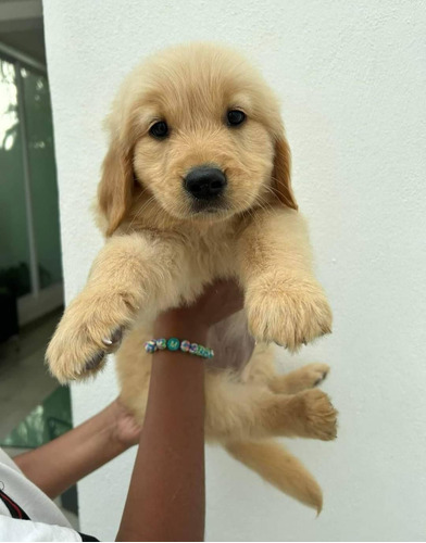 Tiernos Cachorros Golden Retriever