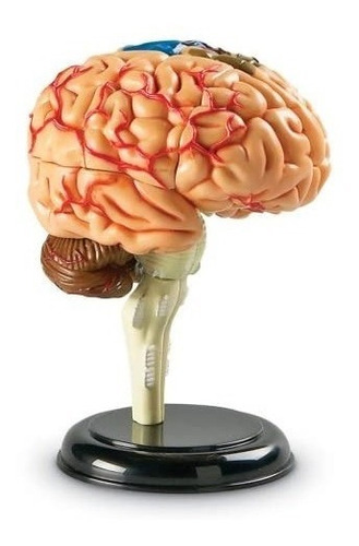 Modelo del Cerebro
