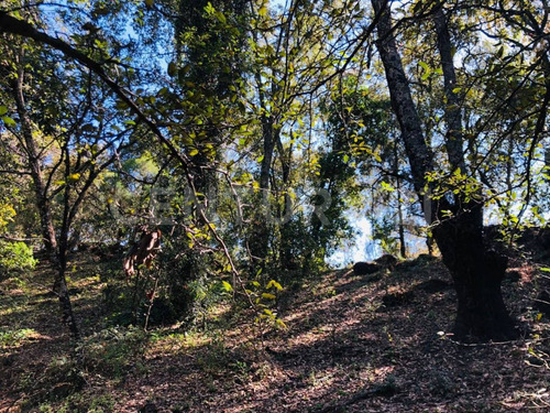 Terreno Venta Cocuatla Tepoztlan San Juan Tlacotenco Ocotes Tepoztlan Morelos
