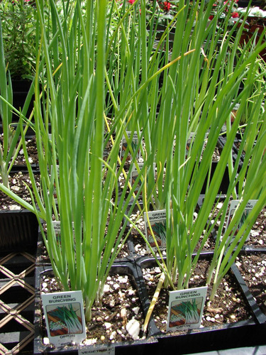 200 Sementes De Cheiro Verde: Cebolinha + Salsinha