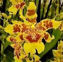 Orquidea Wilsonara Ouro Arvore Brasil * Adulta * | Parcelamento sem juros