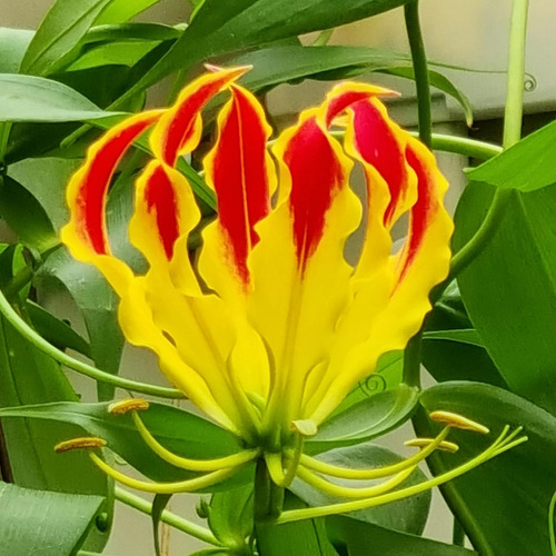 Gloriosa De Rothchild Bulbo Muy Grande Y Maduro Hermosa Flor