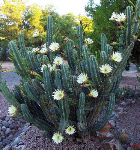 20 Semillas De Cactus Calendero + Instructivo