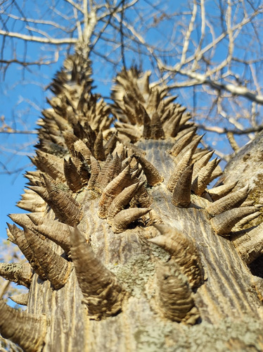 Pochote (ceiba Aesculifolia Subs. Parvifolia) 40 Semillas