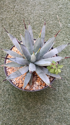Agave Macroacantha, Maguey Mexicano, Mp