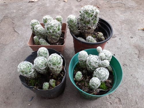 Mammilaria Plumosa En Maceta N°9