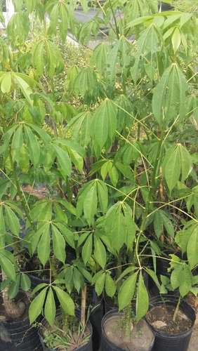Canelon (myrsine Laetevirens) - Arbol Para Sombra - Nativas