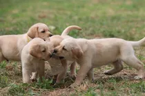 Comprar Labrador Puros 100% Criadero Labrador Retriever Argentina