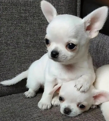 Imagen 2 de 2 de Chihuahua Mini De Cartera 500cada Cachorro