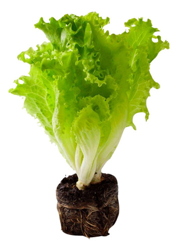 Planta La Lechuga Hidropónica Se Lava