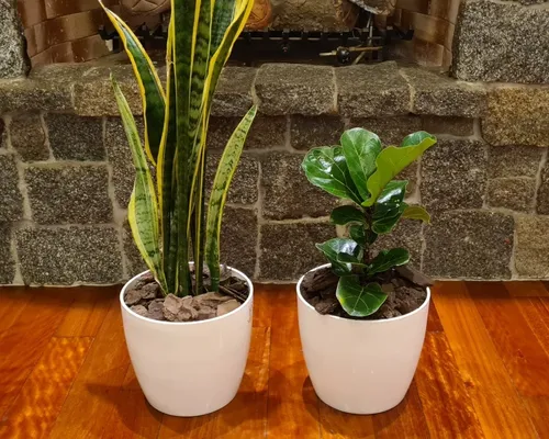 Ficus Pandurata Y Sansiveria En Maceta Premium