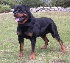 Rottweiler Aleman Padres Puros Alemanes
