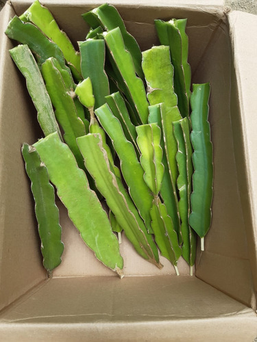 Esquejes Pitahaya 25p-fiusha 25p-blanca 25p-roja 25 Amarilla