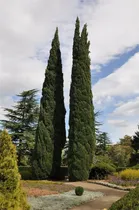 Comprar Semillas De Arbol De Plantas Raras 50+ Semillas De Cipres It