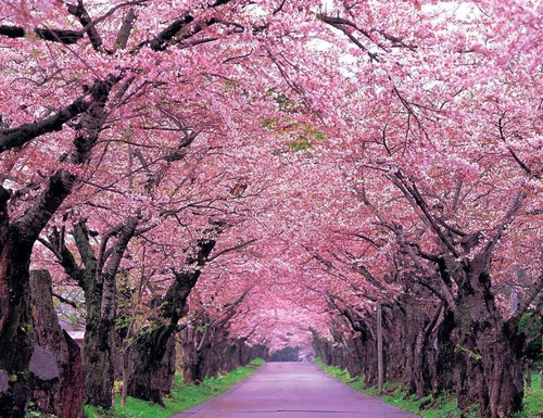 10 Semillas Cerezo Japonés Sakura  Estratificar  Sdqro2