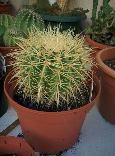 Echinocactus Grusonii, Barril De Oro