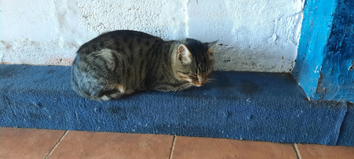 Gatito Macho Regalo
