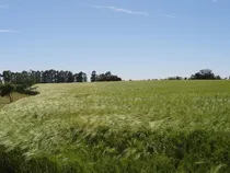 Comprar Lotes De 1 Há. Con Vista Al Rio De La Plata - San Pedro