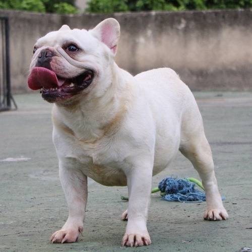 Imagen 4 de 4 de Bulldog Francés Monta