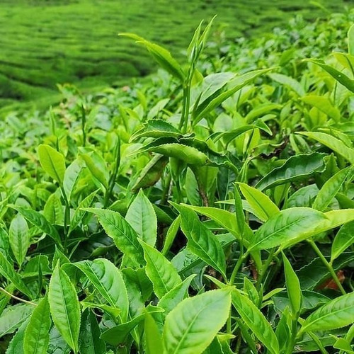Casca De Laranja Para Chá 100 Gr
