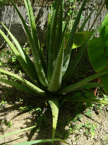 Planta De Sábila 