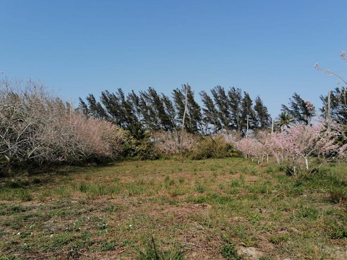 Venta Lotes 600 M² Playa De Barra Galindo Tamiahua Veracruz