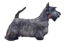 Comprar Para Monta Scottish Terrier Joven Campeón Uruguay Y Brasil 