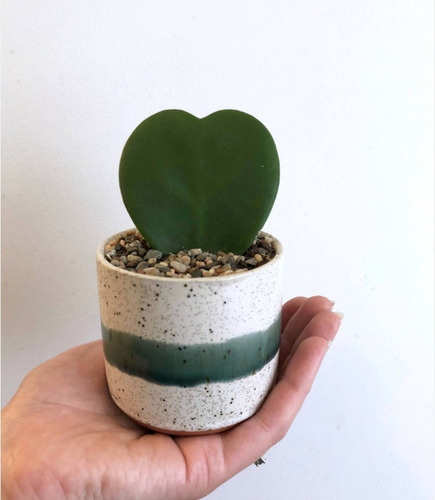 Imagen 1 de 3 de Hoya Kerri - Planta Suculenta No Cactus, Planta Corazon
