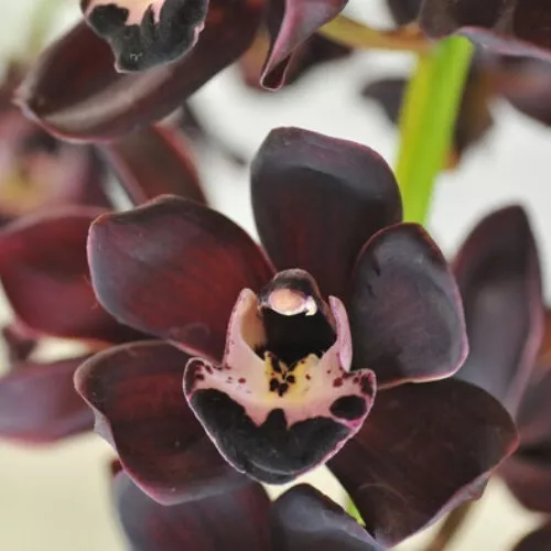 Muda Orquídea Negra Australiana Cymbidium Kiwi Midnight 30cm | Colecione  Orquídeas
