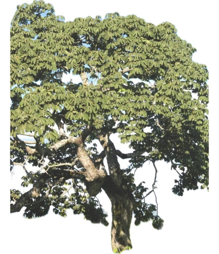 Embiraçu 04 Lindas Mudas 10 A 35 Cm Livre De Agrotóxicos
