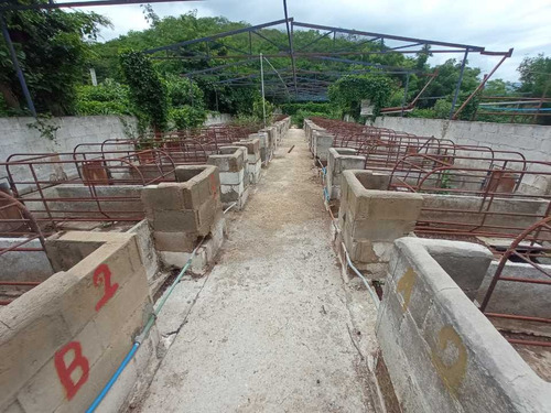 Imagen 7 de 30 de Granja Porcina O Unidad De Producción La Victoria, Aragua.