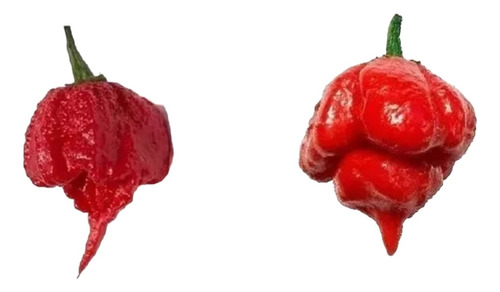 Sementes Pimenta Trinidad Scorpion + Carolina Reaper 100 Und