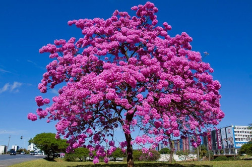 Imagem 6 de 7 de 100 Sementes De Ipê Roxo Bola (tabebuia Impetiginosa)