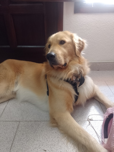 Servicio De Monta Golden Retriver