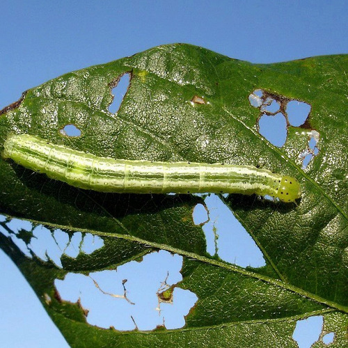 Jabón Potásico & Aceite De Neem 4l Bio-insecticida
