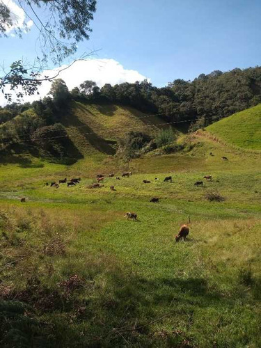 Finca En La Ceja En Venta 22 Cuadras