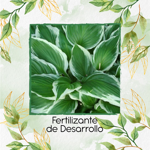 Fertilizante Para El Desarrollo De Hierbabuena