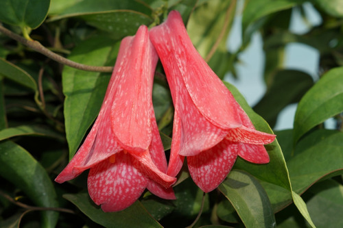 Copihues 2 Plantas De Flor Color Rojo