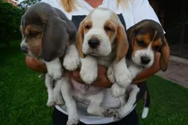 Comprar Beagle Cachorros Pedigree