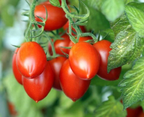 50 Semillasa De Tomate Roma + Instructivo 