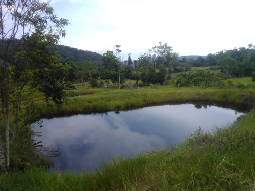 Imagen 17 de 23 de Cf. Se Vende Finca En La Fría, Cerca De La Termoeléctrica
