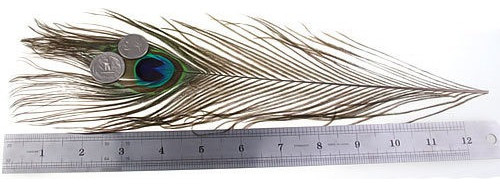 20 Piezas Plumas De Cola De Ojo De Pavo Real For Máa