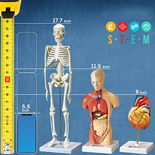 Modelo De Corazón, Torso Y Esqueleto Humanos - Manos - Model