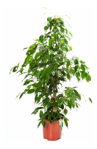 Ficus Benjamina Matapalo Arbol Benjamin X3lts!